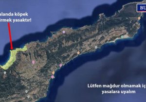 Kaplumbağa sahillerinde köpek alarmı: 1 Haziran’dan itibaren ceza uygulanacak