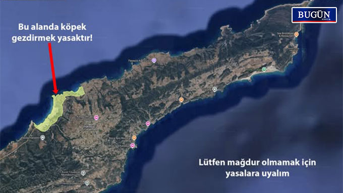 Kaplumbağa sahillerinde köpek alarmı: 1 Haziran’dan itibaren ceza uygulanacak