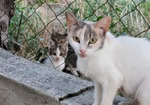 Baf’ta zehirli yem alarmı: Çok sayıda kedi öldürüldü