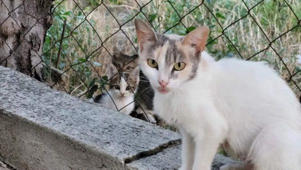 Baf’ta zehirli yem alarmı: Çok sayıda kedi öldürüldü