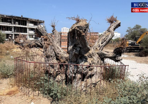 Doğanköy’de koruma altındaki anıt zeytin kurumaya bırakıldı