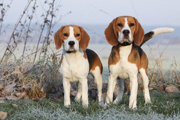 Gen düzenlemeyle alerji yapmayan köpek üretildi