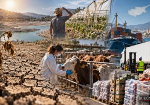 Güney tartışıyor I Kuraklık, şap ve ithalat baskısı: Kıbrıs’ın gıda zinciri ne kadar dayanıklı?