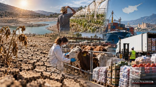 Güney tartışıyor I Kuraklık, şap ve ithalat baskısı: Kıbrıs’ın gıda zinciri ne kadar dayanıklı?