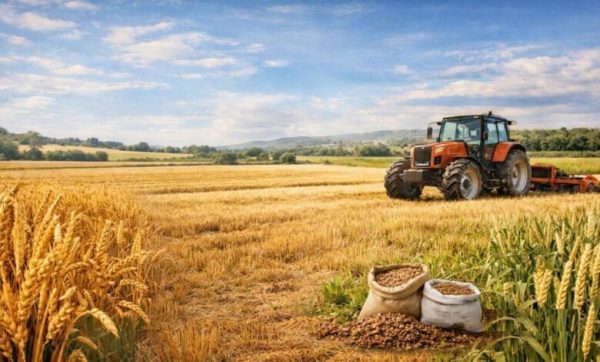 Arpa ve buğday tohumluğuna faiz destekli kredi